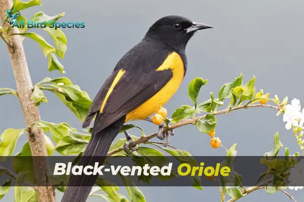 Black-vented Oriole