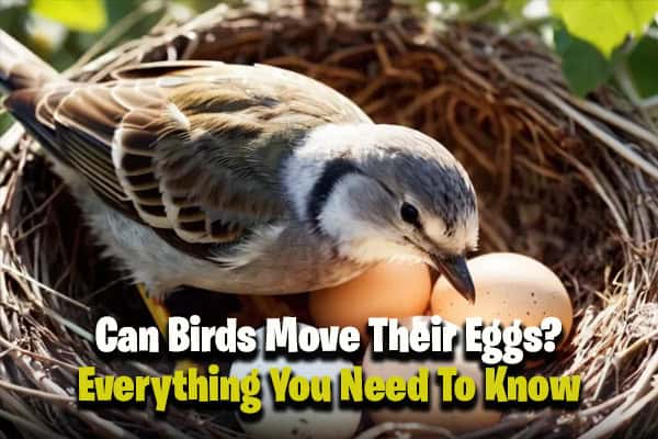 Can Birds Move Their Eggs