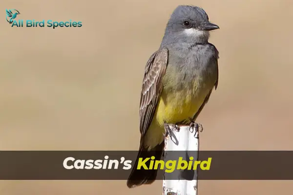 Cassin’s Kingbird