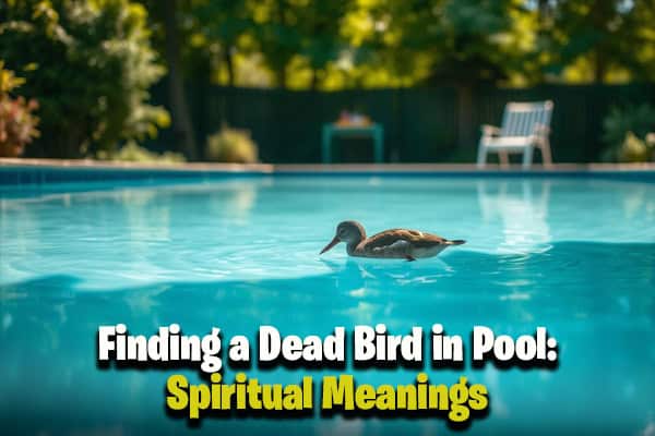 Dead Bird in Pool