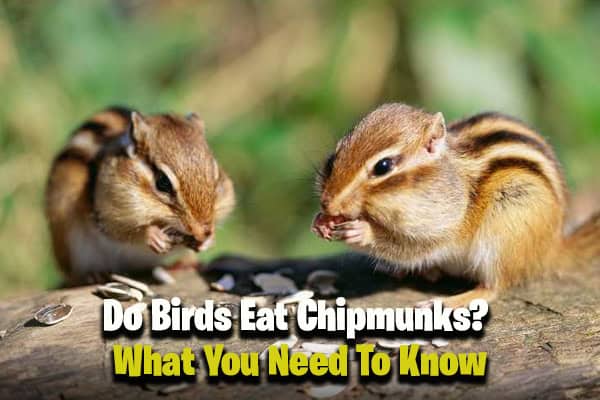 Do Birds Eat Chipmunks