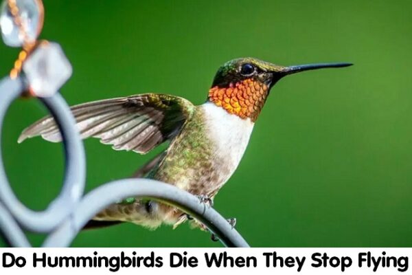 Do Hummingbirds Die When They Stop Flying