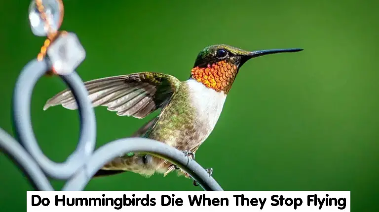 Do Hummingbirds Die When They Stop Flying