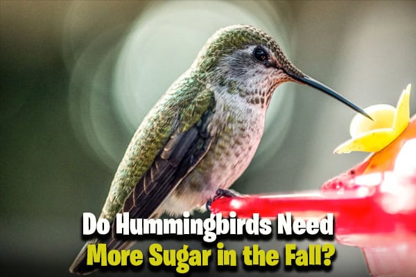 Do Hummingbirds Need More Sugar in the Fall