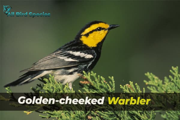 Golden-cheeked Warbler