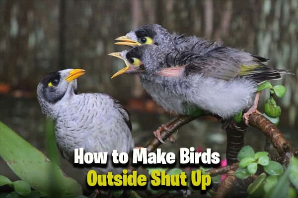 How to Make Birds Outside Shut Up