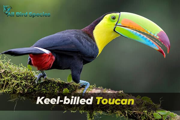 Keel-billed Toucan