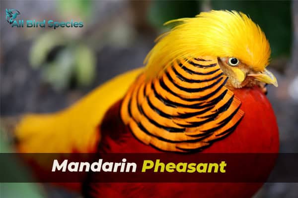 Mandarin Pheasant