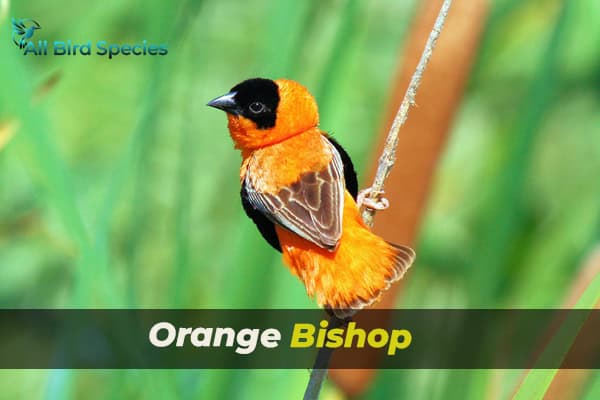 Orange Bishop