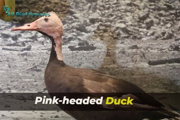 Pink-headed Duck