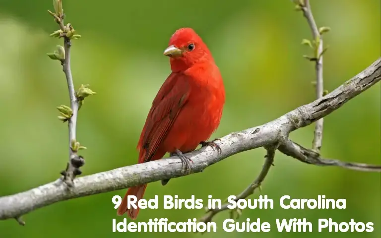 Red Birds in South Carolina