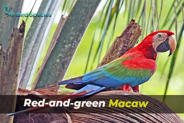 Red-and-green Macaw