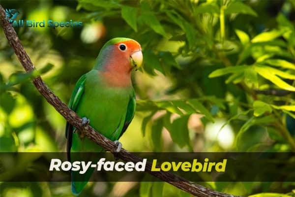 Rosy-faced Lovebird