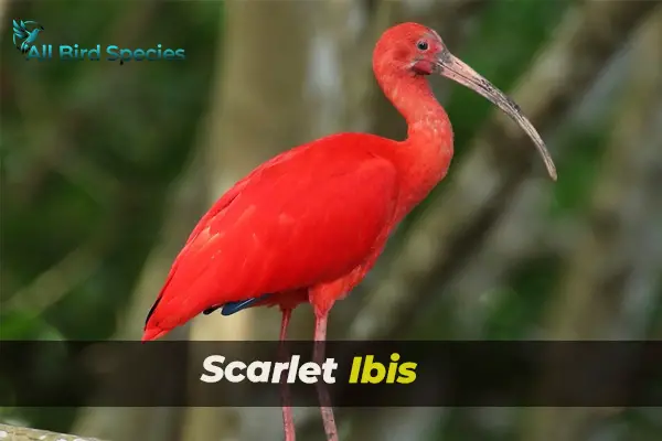 Scarlet Ibis