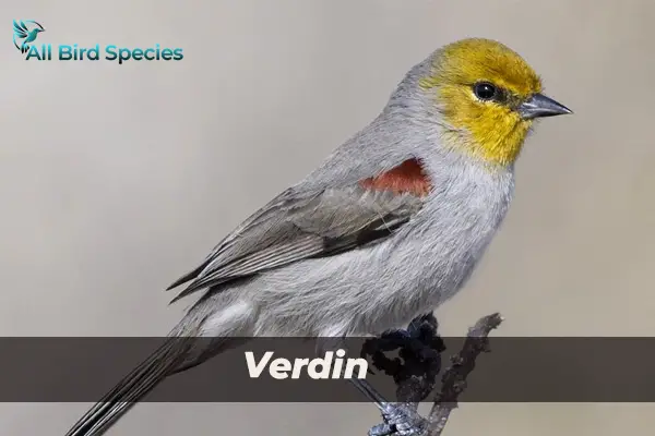 Verdin