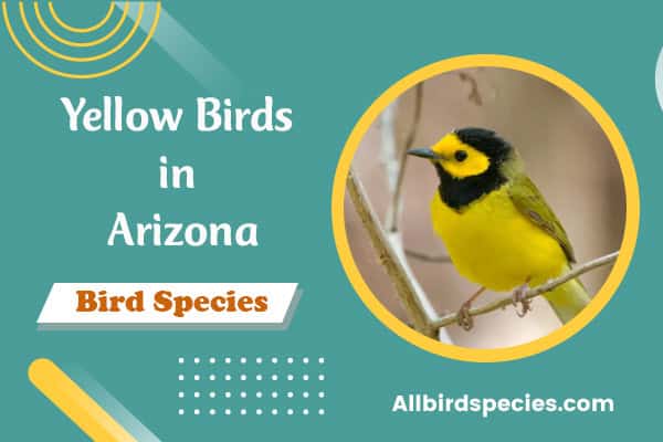 Yellow Birds in Arizona