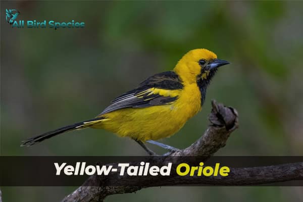 Yellow-Tailed Oriole