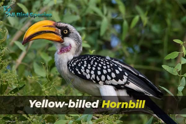 Yellow-billed Hornbill