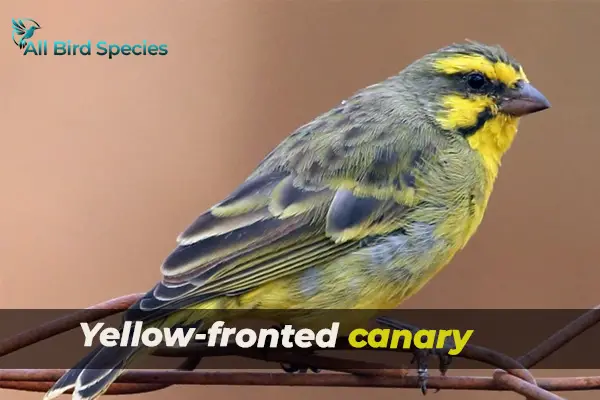 Yellow-fronted canary 