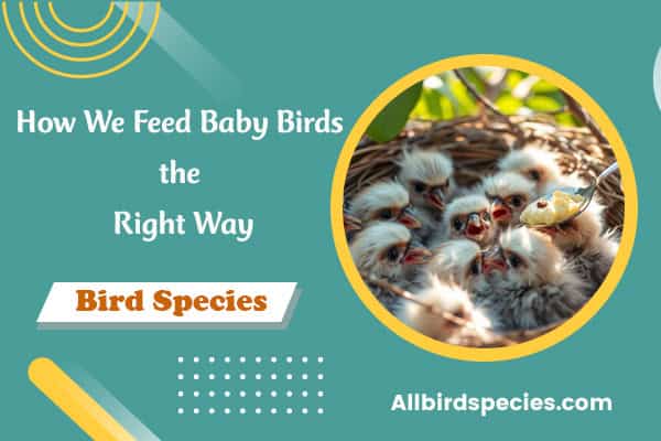 How To Feed Baby Birds? Right Way You Should Know