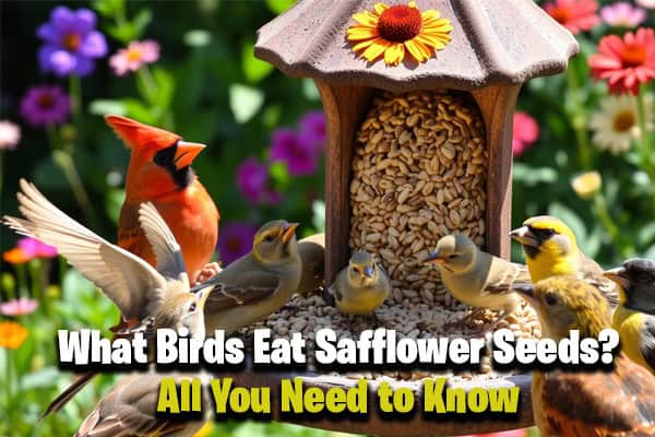 What Birds Eat Safflower Seeds