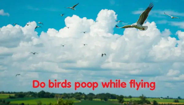 do birds poop while flying