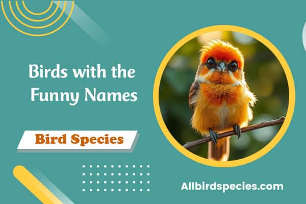 Birds with the Funny Names