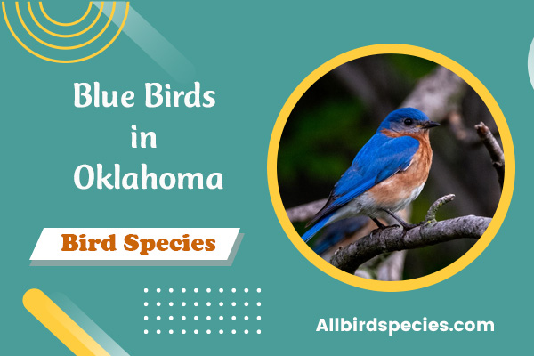 15 Types Of Blue Birds in Oklahoma (ID Guide w/Pictures)