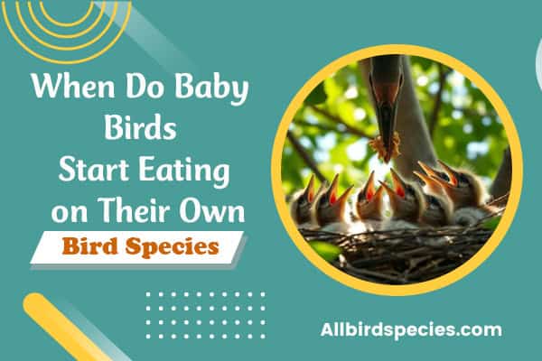 When Do Baby Birds Start Eating on Their Own? Find Out!