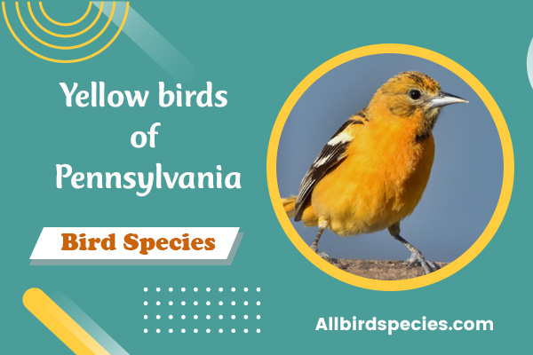 Yellow birds of pennsylvania (id guide with pictures)