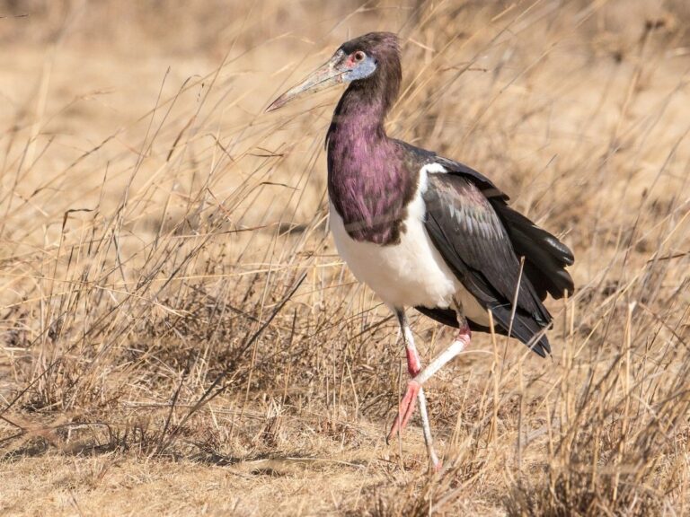 Abdim’s Stork
