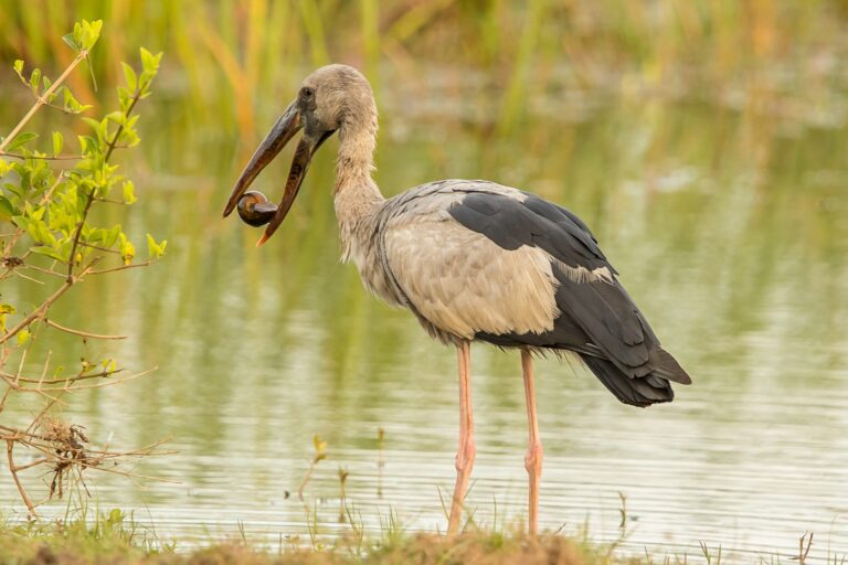 Asian Openbill