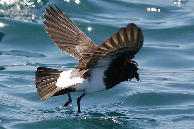 Black Storm-Petrel