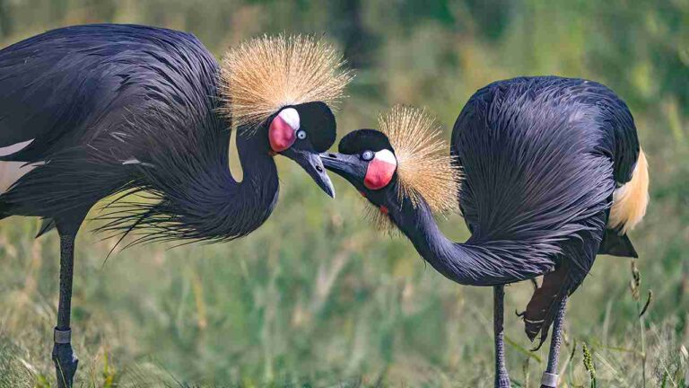 Black-crowned Crane