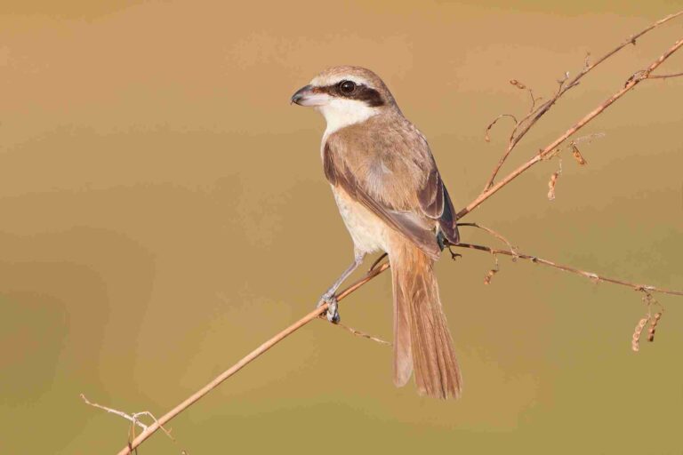 Brown Shrike