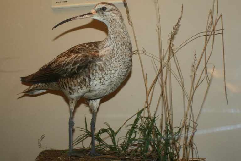 Eskimo Curlew