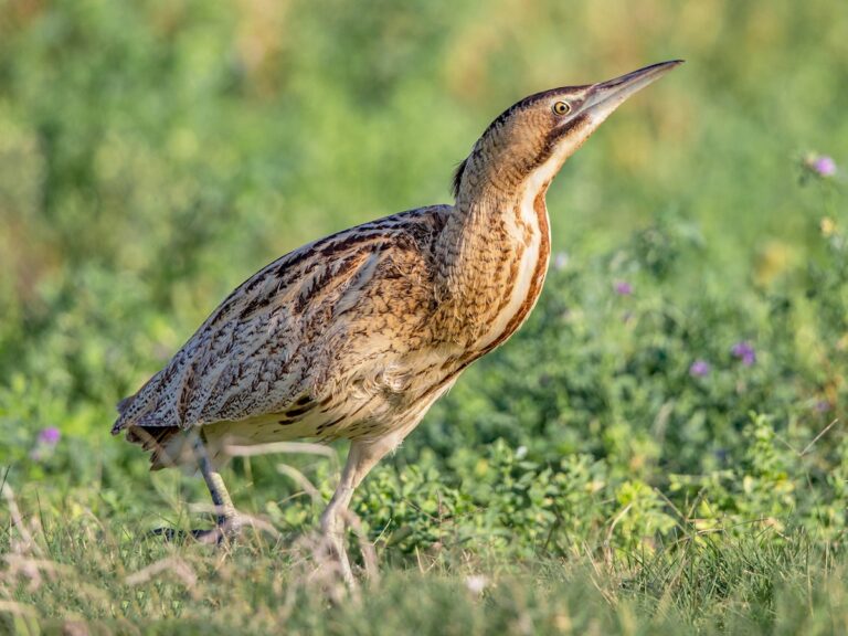 Great Bittern