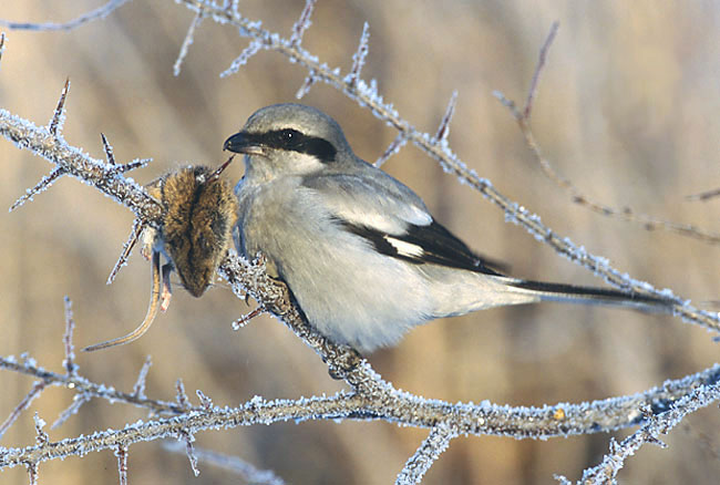 Great Shrike