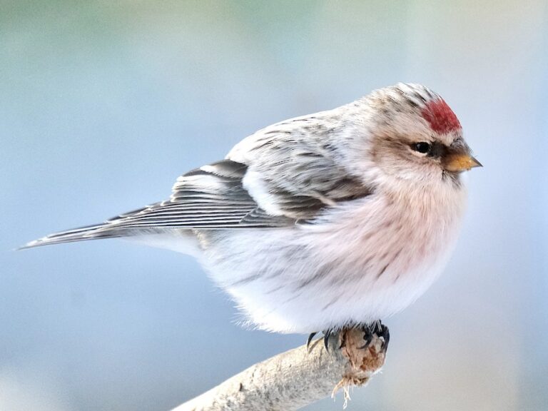 Hoary Redpoll