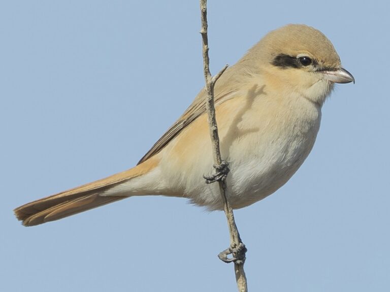 Isabelline Shrike
