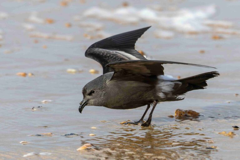 Leach’s Storm-Petrel