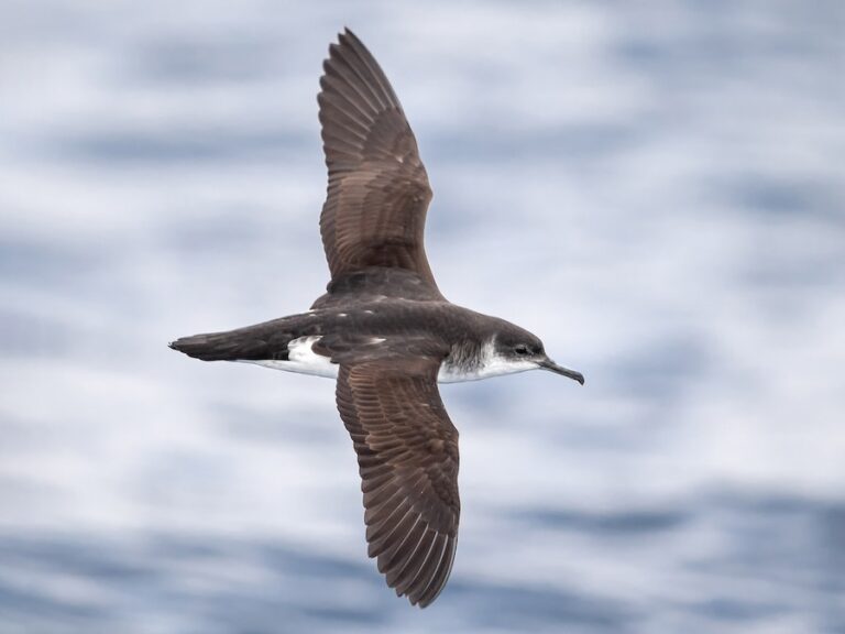 Manx Shearwater