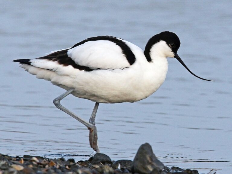 Pied Avocet