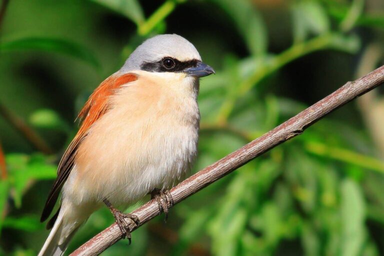 Red-backed Shrike