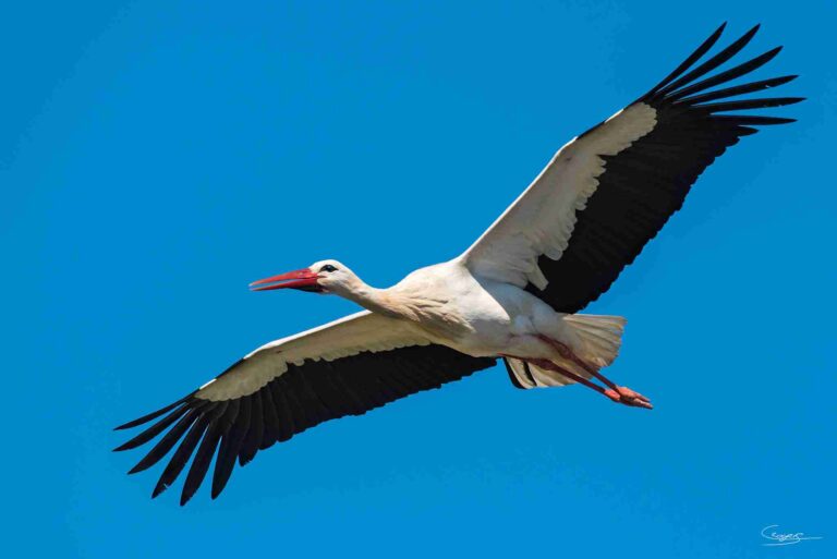 White Stork
