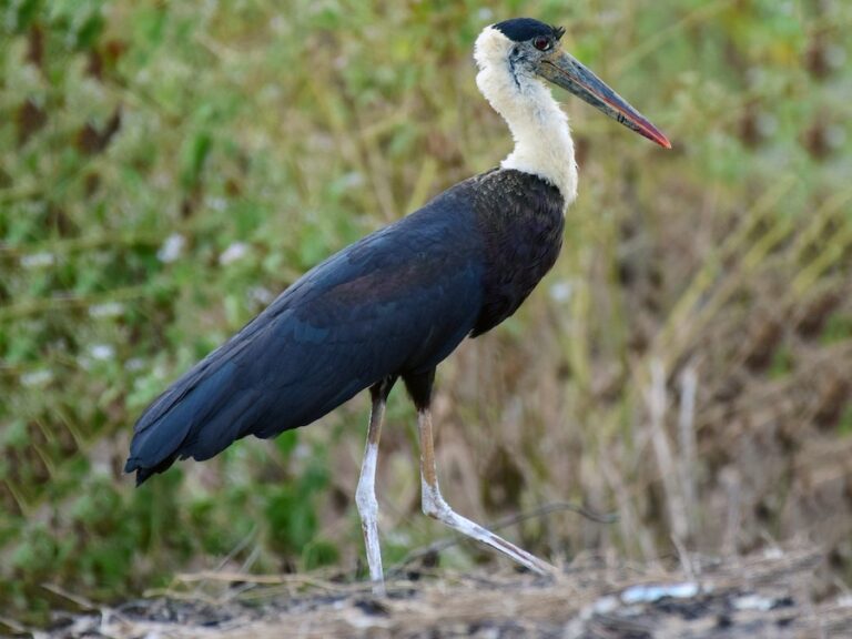 Woolly-necked Stork