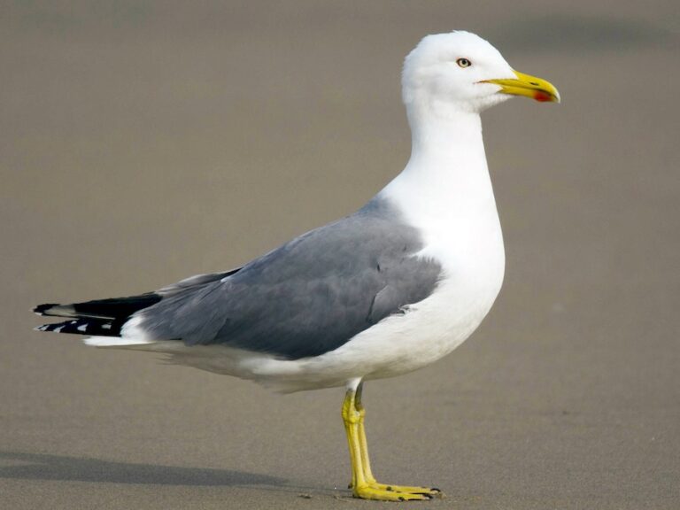 Yellow-legged Gull