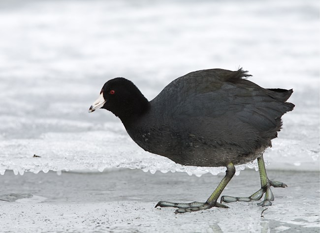 american coot