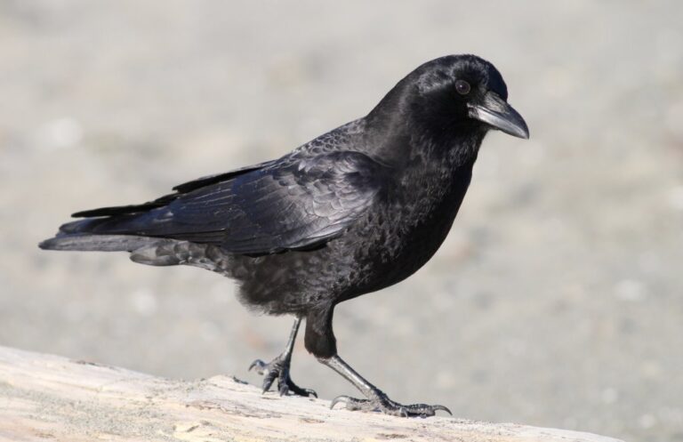american crow