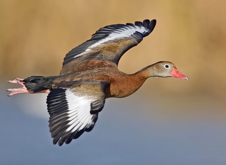 black bellied whistling duck